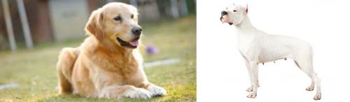 Goldador vs Argentine Dogo - Breed Comparison