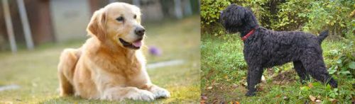 Goldador vs Black Russian Terrier - Breed Comparison