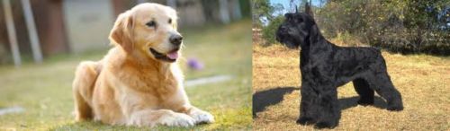 Goldador vs Giant Schnauzer - Breed Comparison
