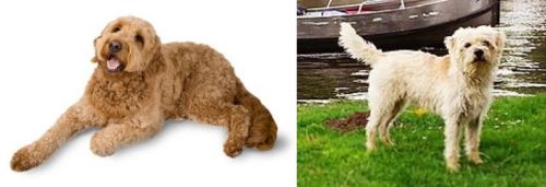 Golden Doodle vs Dutch Smoushond - Breed Comparison