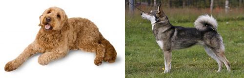 Golden Doodle vs East Siberian Laika - Breed Comparison