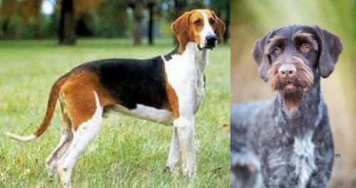 Grand Anglo-Francais Tricolore vs German Wirehaired Pointer - Breed Comparison