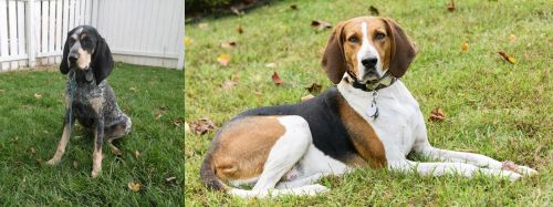 Grand Bleu de Gascogne vs American English Coonhound - Breed Comparison