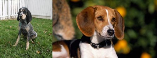 Grand Bleu de Gascogne vs American Foxhound - Breed Comparison