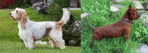 Grand Griffon Vendeen vs Chinese Chongqing Dog - Breed Comparison