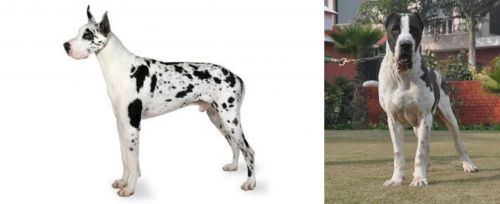 Great Dane vs Alangu Mastiff - Breed Comparison