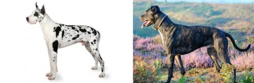 Great Dane vs Alaunt - Breed Comparison