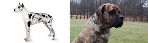 Great Dane vs American Mastiff - Breed Comparison