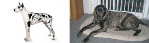 Great Dane vs Giant Maso Mastiff - Breed Comparison