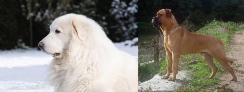 Great Pyrenees vs Bullmastiff - Breed Comparison