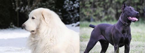 Great Pyrenees vs Canis Panther - Breed Comparison