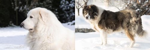 Great Pyrenees vs Caucasian Shepherd - Breed Comparison