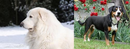 Great Pyrenees vs Entlebucher Mountain Dog - Breed Comparison