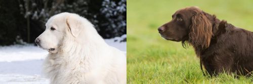Great Pyrenees vs German Longhaired Pointer - Breed Comparison