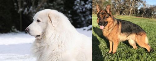 Great Pyrenees vs German Shepherd - Breed Comparison
