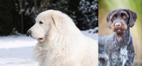 Great Pyrenees vs German Wirehaired Pointer - Breed Comparison