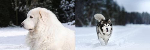 Great Pyrenees vs Siberian Husky - Breed Comparison