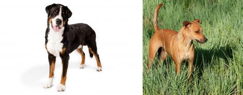 Greater Swiss Mountain Dog vs Africanis - Breed Comparison