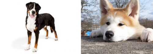 Greater Swiss Mountain Dog vs Akita - Breed Comparison