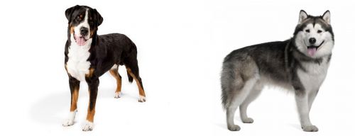 Greater Swiss Mountain Dog vs Alaskan Malamute - Breed Comparison
