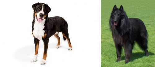 Greater Swiss Mountain Dog vs Belgian Shepherd Dog (Groenendael)