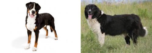 Greater Swiss Mountain Dog vs Bulgarian Shepherd