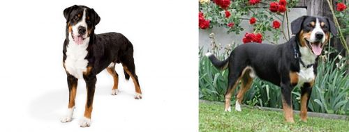 Greater Swiss Mountain Dog vs Entlebucher Mountain Dog