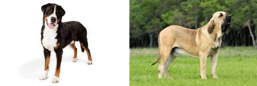 Greater Swiss Mountain Dog vs Fila Brasileiro - Breed Comparison