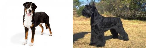 Greater Swiss Mountain Dog vs Giant Schnauzer - Breed Comparison