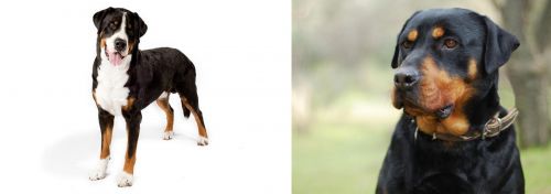 Greater Swiss Mountain Dog vs Rottweiler - Breed Comparison