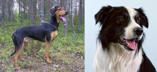 Greek Harehound vs Border Collie