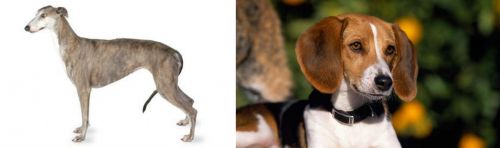Greyhound vs American Foxhound - Breed Comparison