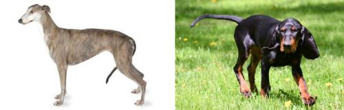 Greyhound vs Black and Tan Coonhound - Breed Comparison