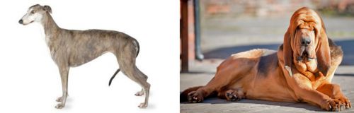 Greyhound vs Bloodhound - Breed Comparison