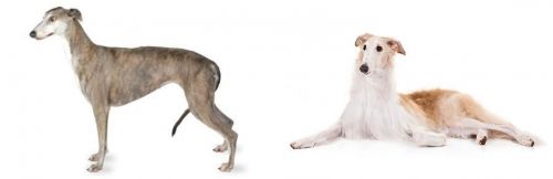 Greyhound vs Borzoi - Breed Comparison