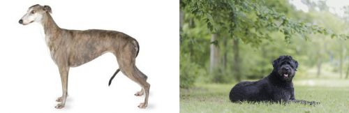 Greyhound vs Bouvier des Flandres - Breed Comparison