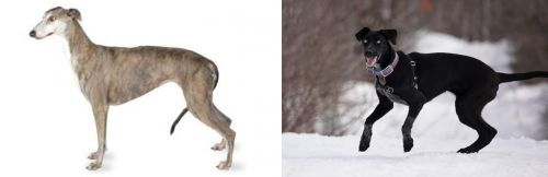 Greyhound vs Eurohound