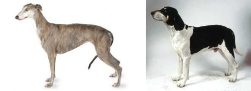 Greyhound vs Francais Blanc et Noir - Breed Comparison