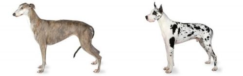 Great Dane X Greyhound
