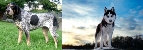 Griffon Bleu de Gascogne vs Alaskan Husky - Breed Comparison
