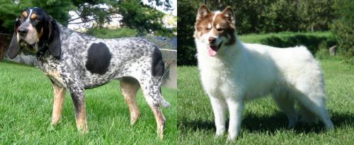 Griffon Bleu de Gascogne vs Canadian Eskimo Dog - Breed Comparison