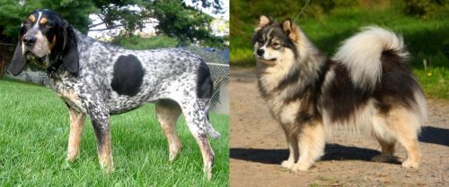 Griffon Bleu de Gascogne vs Finnish Lapphund - Breed Comparison