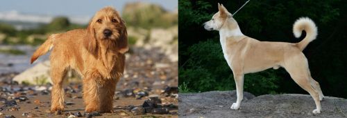 Griffon Fauve de Bretagne vs Canaan Dog - Breed Comparison