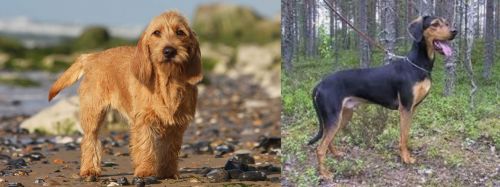 Griffon Fauve de Bretagne vs Greek Harehound