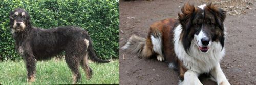 Griffon Nivernais vs Aidi - Breed Comparison