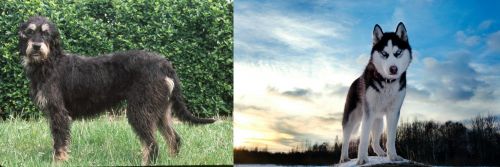 Griffon Nivernais vs Alaskan Husky