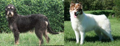 Griffon Nivernais vs Canadian Eskimo Dog