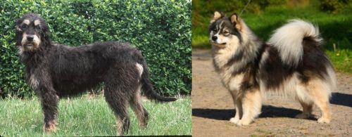 Griffon Nivernais vs Finnish Lapphund - Breed Comparison