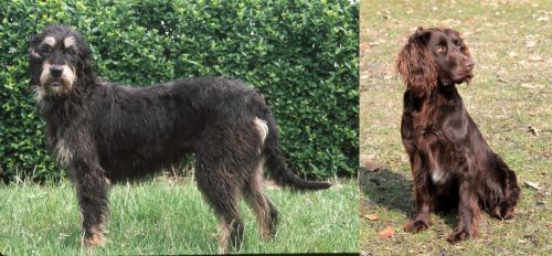 Griffon Nivernais vs German Spaniel - Breed Comparison