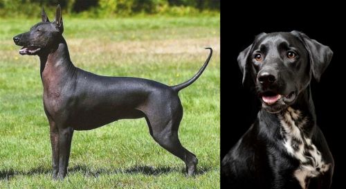 Hairless Khala vs Dalmador - Breed Comparison